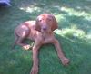 Kurzhaariger Ungarischer Vorstehhund Foto: Lisa vom Gellertberg 11 Wochen alt (ID 13521) Kurzhaariger Ungarischer Vorstehhund Hund