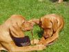 Kurzhaariger Ungarischer Vorstehhund Hund
