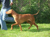 Kurzhaariger Ungarischer Vorstehhund Foto: HJCH Sugar Jeles (ID 31939) Kurzhaariger Ungarischer Vorstehhund Hund