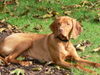 Kurzhaariger Ungarischer Vorstehhund Foto: Mein Schatz Ibo (Ibbo of Sirius) (ID 29872) Kurzhaariger Ungarischer Vorstehhund Hund