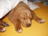 Kurzhaariger Ungarischer Vorstehhund Foto: Unser kleines Baby (ID 22605) Kurzhaariger Ungarischer Vorstehhund Hund