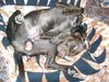Kurzhaariger Ungarischer Vorstehhund Foto: Völlig entspanntes schlafen (ID 20677) Kurzhaariger Ungarischer Vorstehhund Hund