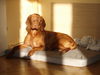 Kurzhaariger Ungarischer Vorstehhund Foto: Alva von Alserbach (ID 27337) Kurzhaariger Ungarischer Vorstehhund Hund
