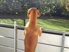 Kurzhaariger Ungarischer Vorstehhund Foto: Das ist einer meiner Lieblingsplätze. Hier gibt es einiges zu sehen, wie z. B. den Nachbarshund!!!! (ID 22128) Kurzhaariger Ungarischer Vorstehhund Hund