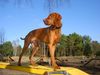 Kurzhaariger Ungarischer Vorstehhund Foto: Basco macht Sport (ID 15569) Kurzhaariger Ungarischer Vorstehhund Hund