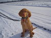 Kurzhaariger Ungarischer Vorstehhund Foto: Lewis erster Schnee (ID 28775) Kurzhaariger Ungarischer Vorstehhund Hund