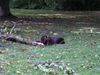 Kurzhaariger Ungarischer Vorstehhund Hund