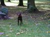 Kurzhaariger Ungarischer Vorstehhund Hund