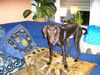 Kurzhaariger Ungarischer Vorstehhund Hund