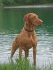 Kurzhaariger Ungarischer Vorstehhund Foto: Ich wär so gern ein Fisch.. (ID 16003) Kurzhaariger Ungarischer Vorstehhund Hund