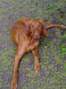 Kurzhaariger Ungarischer Vorstehhund Foto: Sui: bich i net schön? (ID 32942) Kurzhaariger Ungarischer Vorstehhund Hund