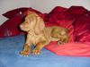 Kurzhaariger Ungarischer Vorstehhund Foto: Tombolo 11.Woche! (ID 6444) Kurzhaariger Ungarischer Vorstehhund Hund