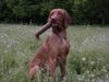Kurzhaariger Ungarischer Vorstehhund Foto: Tombolo v. Noppel, 10 Monate, Apport (ID 11509) Kurzhaariger Ungarischer Vorstehhund Hund