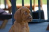 Kurzhaariger Ungarischer Vorstehhund Foto: Unser kleiner Liebling !! (ID 24316) Kurzhaariger Ungarischer Vorstehhund Hund