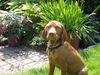 Kurzhaariger Ungarischer Vorstehhund Foto: Unser Vince! (ID 23776) Kurzhaariger Ungarischer Vorstehhund Hund