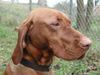 Kurzhaariger Ungarischer Vorstehhund Foto: Magyar Vizsla-Rüde (ID 2183) Kurzhaariger Ungarischer Vorstehhund Hund