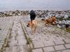 Kurzhaariger Ungarischer Vorstehhund Foto: ares auf der flucht (ID 13639) Kurzhaariger Ungarischer Vorstehhund Hund
