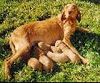 Kurzhaariger Ungarischer Vorstehhund Foto: RÁCKERTI KENNEL (ID 33967) Kurzhaariger Ungarischer Vorstehhund Hund