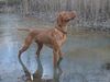 Kurzhaariger Ungarischer Vorstehhund Foto: Lico auf Vogeljagd...?...Ente...?... (ID 8805) Kurzhaariger Ungarischer Vorstehhund Hund