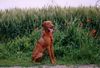 Kurzhaariger Ungarischer Vorstehhund Foto: zoe (jessy v d pulkau) mit 1 jahr (ID 12841) Kurzhaariger Ungarischer Vorstehhund Hund