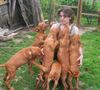 Kurzhaariger Ungarischer Vorstehhund Hund