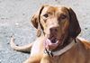 Kurzhaariger Ungarischer Vorstehhund Foto: Nety Bohemia Sibenik (ID 5409) Kurzhaariger Ungarischer Vorstehhund Hund