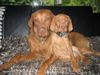 Kurzhaariger Ungarischer Vorstehhund Foto: Gretchen mit Ziehkind Luxatori Gógyi genannt Martha gewölft am 30.1.2010 (ID 45858) Kurzhaariger Ungarischer Vorstehhund Hund