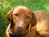 Kurzhaariger Ungarischer Vorstehhund Foto: Hallo meine Lieben! (ID 12394) Kurzhaariger Ungarischer Vorstehhund Hund
