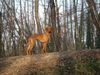 Kurzhaariger Ungarischer Vorstehhund Foto (ID 18241) Kurzhaariger Ungarischer Vorstehhund Hund