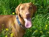 Kurzhaariger Ungarischer Vorstehhund Foto: unser Vizsla (ID 23208) Kurzhaariger Ungarischer Vorstehhund Hund