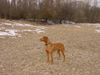 Kurzhaariger Ungarischer Vorstehhund Foto: Buffi 9 Jahre (ID 9747) Kurzhaariger Ungarischer Vorstehhund Hund