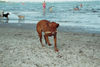 Kurzhaariger Ungarischer Vorstehhund Foto: Hallo hier bin ich an der Ostsee. (ID 30108) Kurzhaariger Ungarischer Vorstehhund Hund