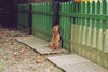 Kurzhaariger Ungarischer Vorstehhund Hund
