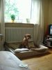 Kurzhaariger Ungarischer Vorstehhund Hund
