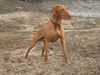 Kurzhaariger Ungarischer Vorstehhund Foto: lico 17 monate (ID 6887) Kurzhaariger Ungarischer Vorstehhund Hund