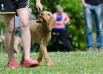 Kurzhaariger Ungarischer Vorstehhund Hund