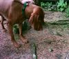 Kurzhaariger Ungarischer Vorstehhund Foto: Hutch und kleines Kücken (ID 11731) Kurzhaariger Ungarischer Vorstehhund Hund