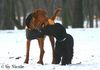 Kurzhaariger Ungarischer Vorstehhund Foto: Aicko (ID 28924) Kurzhaariger Ungarischer Vorstehhund Hund