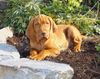 Kurzhaariger Ungarischer Vorstehhund Foto: Und hier werde ich auf den Sommer warten (ID 20256) Kurzhaariger Ungarischer Vorstehhund Hund