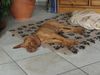 Kurzhaariger Ungarischer Vorstehhund Hund