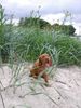 Kurzhaariger Ungarischer Vorstehhund Foto: Elena mit 8 Wochen (ID 13378) Kurzhaariger Ungarischer Vorstehhund Hund