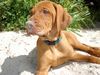 Kurzhaariger Ungarischer Vorstehhund Foto: Elena mit 8 Wochen (ID 13379) Kurzhaariger Ungarischer Vorstehhund Hund