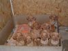 Kurzhaariger Ungarischer Vorstehhund Foto: paar Wochen alte vizsla babys in Ungarn (ID 18206) Kurzhaariger Ungarischer Vorstehhund Hund