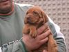 Kurzhaariger Ungarischer Vorstehhund Foto: paar Wochen alte vizsla babys in Ungarn (ID 18205) Kurzhaariger Ungarischer Vorstehhund Hund
