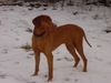 Kurzhaariger Ungarischer Vorstehhund Foto: Buffi 9 Jahre (ID 9746) Kurzhaariger Ungarischer Vorstehhund Hund