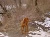 Kurzhaariger Ungarischer Vorstehhund Foto: Ich kann ihn gar nicht sehn, den ersten Schnee! (ID 15614) Kurzhaariger Ungarischer Vorstehhund Hund