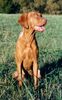 Kurzhaariger Ungarischer Vorstehhund Foto: zoe (ID 15004) Kurzhaariger Ungarischer Vorstehhund Hund