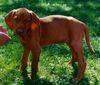 Kurzhaariger Ungarischer Vorstehhund Foto: zoe (jessy von der pulkau) 8 wochen alt (ID 10273) Kurzhaariger Ungarischer Vorstehhund Hund