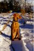 Kurzhaariger Ungarischer Vorstehhund Foto: zoe (jessy von der pulkau) ca 6 monate alt (ID 10275) Kurzhaariger Ungarischer Vorstehhund Hund