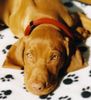 Kurzhaariger Ungarischer Vorstehhund Foto: zoe (jessy von der pulkau) (ID 10274) Kurzhaariger Ungarischer Vorstehhund Hund